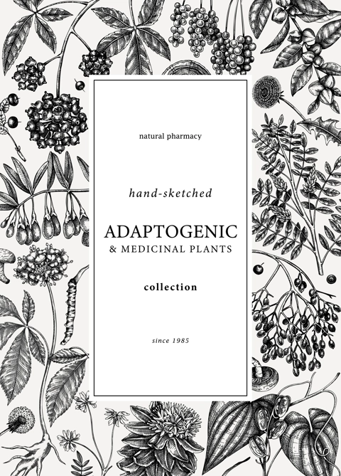 Botanical card design with hand-sketched adaptogenic and medicinal  herbs, weeds, berries, leaves. Adaptogenic plants vector illustration. Perfect for label, packaging, banner, invitations template